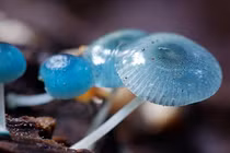 Top động, thực vật độc nhất vô nhị có thể bạn chưa từng nghe tên