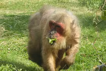 Thả 13 cá thể động vật hoang dã về Vũ Quang: Toàn loài nguy cấp! 