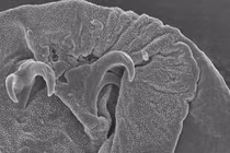 “Quái vật bất tử” hồi sinh sau khi bị ăn thịt, thản nhiên giao phối