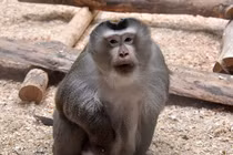 Tận mục động vật hiếm trở về rừng xanh ở Lâm Đồng