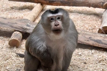 Tận mục động vật hiếm trở về rừng xanh ở Lâm Đồng