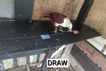 Đại bàng Romeo, vẹt vui nhộn dự đoán tỉ số World Cup 2022 30/11