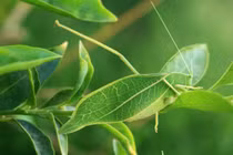 Kinh ngạc trước tài ngụy trang đỉnh cao của các loài động vật 