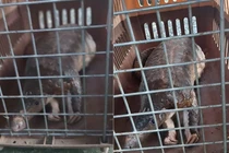 Đi tập thể dục, bất ngờ nhặt được tê tê Java quý hiếm