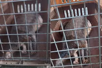 Đi tập thể dục, bất ngờ nhặt được tê tê Java quý hiếm