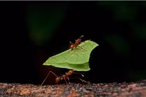 “Bộ tứ động vật” khỏe nhất hành tinh, bất ngờ với hạng 1