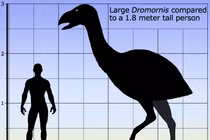 Lộ diện hài cốt “thần điểu” 8 triệu tuổi, loài khủng nhất hành tinh? 