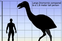 Lộ diện hài cốt “thần điểu” 8 triệu tuổi, loài khủng nhất hành tinh? 