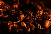 Giật mình loài hoa kỳ lạ biến hình thành “đầu lâu” khi héo tàn