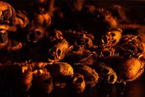 Giật mình loài hoa kỳ lạ biến hình thành “đầu lâu” khi héo tàn