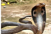 Rắn hổ mang cắn, bé trai lập tức đáp trả khiến con vật bỏ mạng