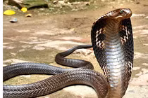 Rắn hổ mang cắn, bé trai lập tức đáp trả khiến con vật bỏ mạng