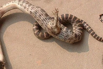 Vì sao loài rắn trước kia có chân, giờ lại biến mất? 