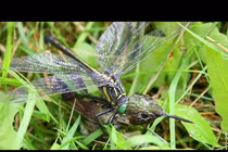 Không phải hổ báo, đây mới là loài ăn thịt ghê gớm nhất hành tinh