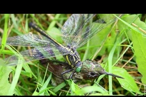 Không phải hổ báo, đây mới là loài ăn thịt ghê gớm nhất hành tinh