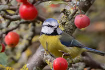 Gia đình có con giáp này, phúc khí từ trên trời rơi xuống 