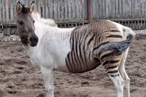 Điểm danh những “con lai” đặc biệt trong thế giới động vật 