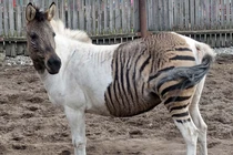 Điểm danh những “con lai” đặc biệt trong thế giới động vật 