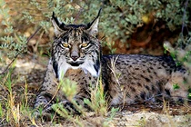 Điểm danh 4 giống mèo hiếm có khó tìm nhất thế giới động vật 