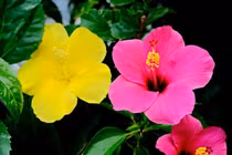 Giờ sinh của người dựa vào chăm chỉ để làm giàu, đổi đời chóng mặt 