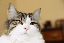 Bí ẩn “chú mèo báo tử”, nằm cạnh ai là người đó qua đời 