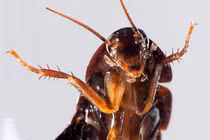 6 sinh vật có thể sống tốt bất chấp chiến tranh hạt nhân