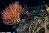 Sự thật về vệt sáng ma quái xuất hiện cạnh xác tàu Titanic