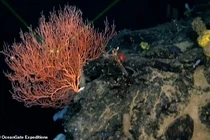 Sự thật về vệt sáng ma quái xuất hiện cạnh xác tàu Titanic