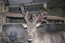 Cận cảnh cặp nhung nai “khủng” ở Nghệ An dân đổ xô chiêm ngưỡng 