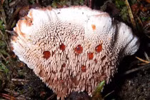 Tận mục những thực vật có hình dáng vừa đáng sợ vừa... hài hước