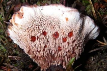 Tận mục những thực vật có hình dáng vừa đáng sợ vừa... hài hước