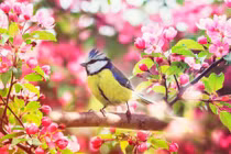 3 con giáp quý nhân nhiều như mây, phúc khí vô biên