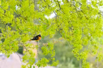 Sinh tháng Âm lịch này có nhiều bạn bè, làm ăn phát đạt