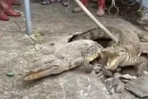 Chùm ảnh bất ngờ phát hiện cá sấu sống dưới vỉa hè