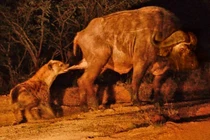 Trâu rừng bị sư tử vây bắt và linh cẩu tấn công "chỗ hiểm"