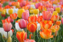 Sinh vào 5 ngày này, phúc khí sâu dày, năm 2023 phát tài lộc