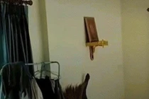 Chủ nhà thất kinh khi hổ mang chúa “khủng” mò vào nhà