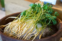 Chuyên gia nói gì về trào lưu ăn nhân sâm mầm cải thiện sức khỏe?