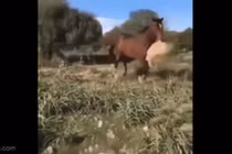 Clip: Kinh hoàng ngựa giết cừu trong cơn thịnh nộ không rõ nguyên nhân