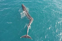 Kinh ngạc hình ảnh cá voi vây khổng lồ bị vẹo cột sống 