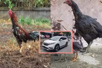 Cặp thần kê khiến đại gia Hưng Yên đổi ô tô mua về