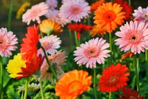 Sinh giờ này được Thần Tài gọi tên, của nả nhiều vô kể