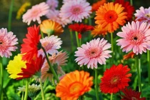 Sinh giờ này được Thần Tài gọi tên, của nả nhiều vô kể