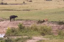 CLIP: Trâu rừng mẹ ‘trơ mắt’ nhìn con non bị sư tử giết chết 