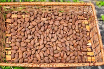 Loại hạt nghe quen, nhìn lạ, ví như “yến của núi rừng”