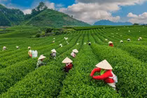 Mê mẩn khung cảnh đồi chè Mộc Châu với góc nhìn từ trên cao 