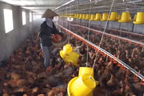 Hà Nội: Ít nhất 1 vùng chăn nuôi gia cầm cấp xã đạt an toàn dịch bệnh vào năm 2026