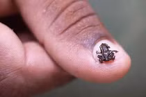 Động vật có xương sống nhỏ nhất thế giới