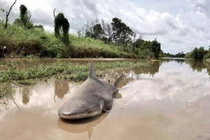 Sau khi sông chảy ra biển, lượng lớn cá nước ngọt đã đi đâu?