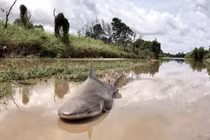 Sau khi sông chảy ra biển, lượng lớn cá nước ngọt đã đi đâu?